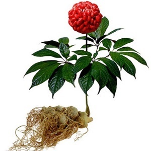 The Ginseng composition